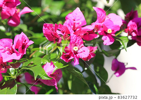 bougainvillea in rainforest