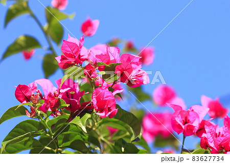 満開のブーゲンビリア(筏葛 / いかだかずら) 満開のブーゲンビリア(筏葛 / いかだかずら) 83627734