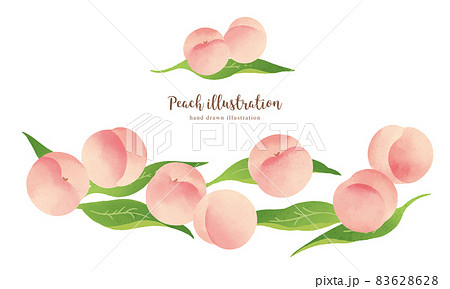 ナチュラルなタッチの白桃のイラスト/横レイアウト 83628628