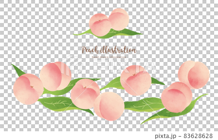 ナチュラルなタッチの白桃のイラスト/横レイアウト 83628628