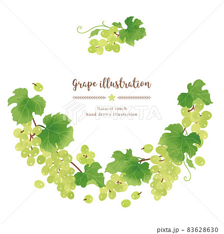 ナチュラルなタッチのマスカットのイラスト/サークル 83628630
