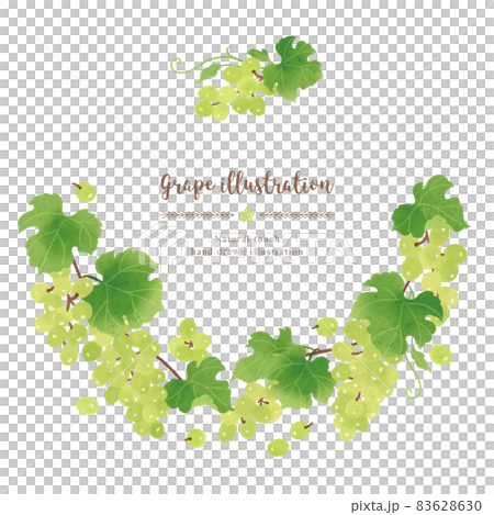 ナチュラルなタッチのマスカットのイラスト/サークル 83628630