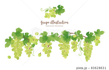 ナチュラルなタッチのマスカットのイラスト/横レイアウト ナチュラルなタッチのマスカットのイラスト/横レイアウト 83628631