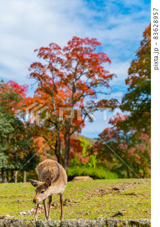 奈良公園の鹿と秋 奈良公園の鹿と秋 83628957