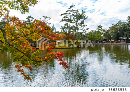 奈良公園の鏡池と紅葉 83628958