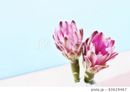Flowering cactus plant 83629467