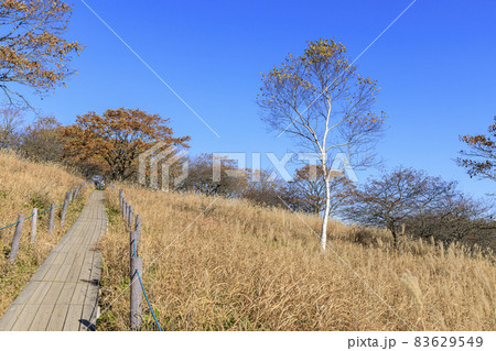 八島ヶ原湿原　霧ヶ峰　諏訪　長野県 83629549