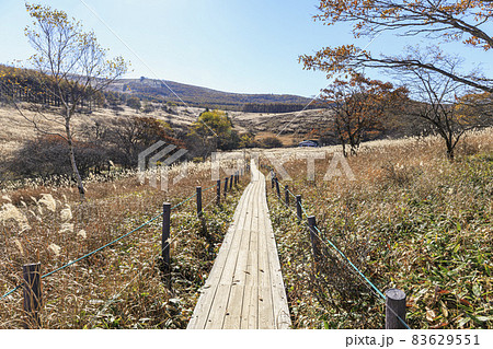 八島ヶ原湿原　霧ヶ峰　諏訪　長野県 83629551