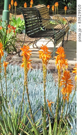 ベンチを囲んで植えられたアロエヴェラの花たちがみんな咲き揃う日々 ベンチを囲んで植えられたアロエヴェラの花たちがみんな咲き揃う日々 83629910