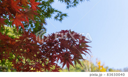 日本の秋・紅葉|千葉市・泉谷公園 日本の秋・紅葉|千葉市・泉谷公園 83630040