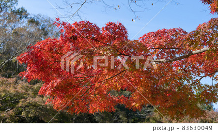 日本の秋・紅葉|千葉市・泉谷公園 日本の秋・紅葉|千葉市・泉谷公園 83630049
