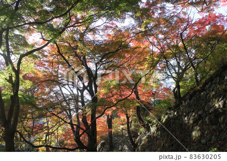 談山神社境内の紅葉 談山神社境内の紅葉 83630205