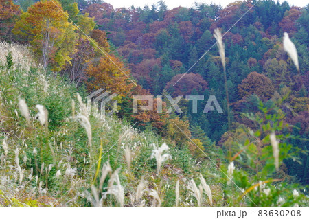 岐阜県道国府見座線の紅葉の道 岐阜県道国府見座線の紅葉の道 83630208