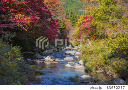 愛知県豊田市稲武町　大井平公園の紅葉 83630257