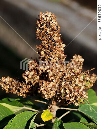 川辺のアカメガシワの実（赤芽柏の黒い種のクローズアップ） 83630839