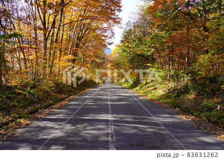 紅葉した奥飛騨温泉郷の鍋平高原の道 紅葉した奥飛騨温泉郷の鍋平高原の道 83631262