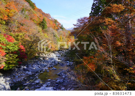 奥飛騨温泉郷の中尾橋から見た蒲田川の紅葉 83631473