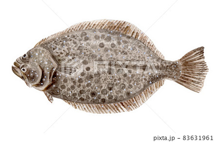 ヒラメの手描き水彩画 83631961