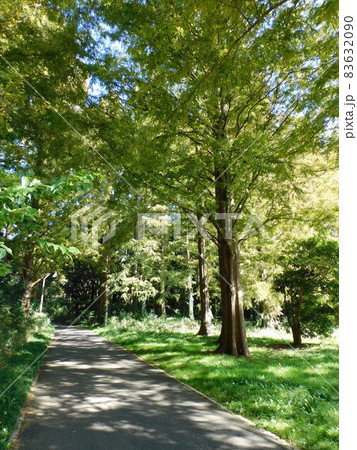 木立の木漏れ日～水元公園にて 83632090