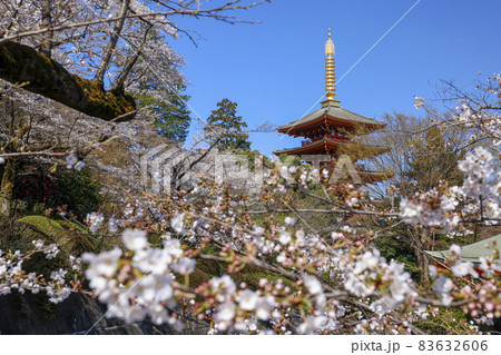 【東京都】日野市高幡不動尊の五重の塔と桜 83632606