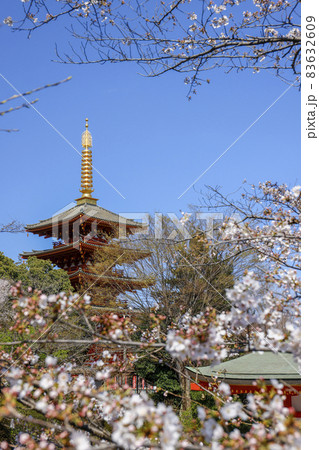 【東京都】日野市高幡不動尊の五重の塔と桜 83632609