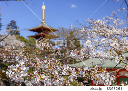 東京都 日野市高幡不動尊の五重の塔と桜の写真素材