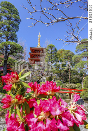 【東京都】日野市高幡不動尊の五重の塔と赤いシャクナゲ 83632619