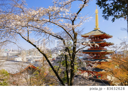 【東京都】日野市高幡不動尊の五重の塔と桜 83632628