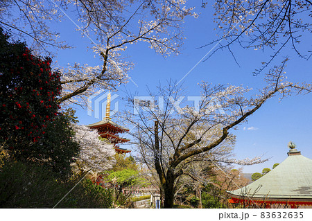 【東京都】日野市高幡不動尊の五重の塔と桜 83632635