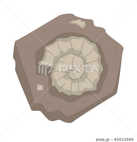 Coiled Ammonite in Soil as Archeology and Paleontology Ancient Artifact and Remain Vector Illustration Coiled Ammonite in Soil as Archeology and Paleontology Ancient Artifact and Remain Vector Illustration 83632666