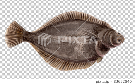 Marbled flounder hand-painted watercolor Marbled flounder hand-painted watercolor 83632840