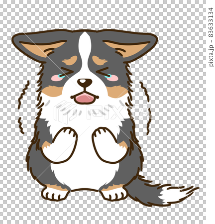 Frightened Corgi (Tri-color) 83633134