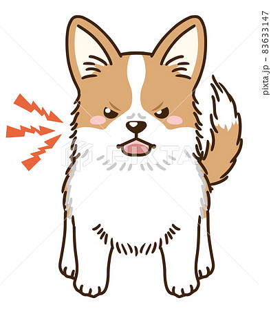 威嚇するコーギー レッド のイラスト素材