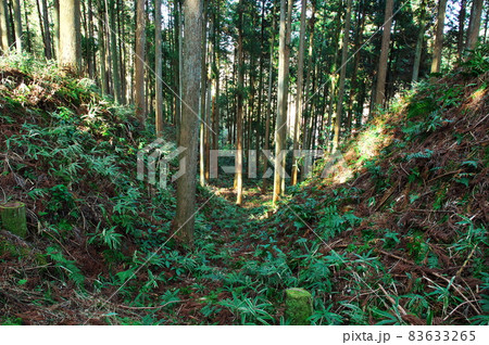 明知城跡(白鷹城跡)の畝状堅堀群(畝状空堀群):岐阜 明知城跡(白鷹城跡)の畝状堅堀群(畝状空堀群):岐阜 83633265