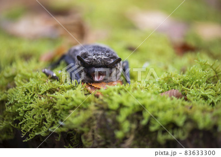 ヒナコウモリ ヒナコウモリ 83633300