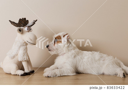 white fluffy puppy jack russell, lying in front of a toy christmas elk, looking at him, concept white fluffy puppy jack russell, lying in front of a toy christmas elk, looking at him, concept 83633422