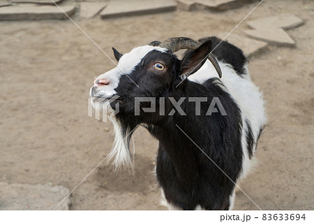 Black and white goat chewing food gotten from visiter in zoo park, closeup of muzzle Black and white goat chewing food gotten from visiter in zoo park, closeup of muzzle 83633694