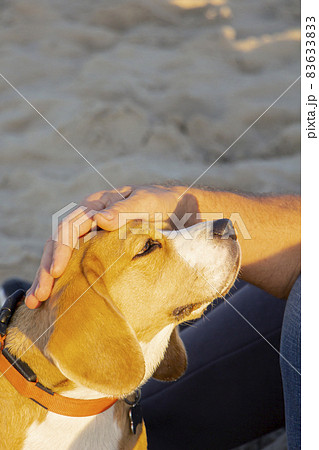 Close-up of a Beagle dog and a man's hands stroking her head. Love, affection. Close-up of a Beagle dog and a man's hands stroking her head. Love, affection. 83633833