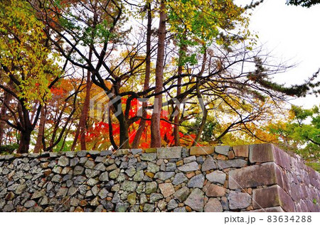 名古屋城の石垣を彩る松と紅葉です。 名古屋城の石垣を彩る松と紅葉です。 83634288