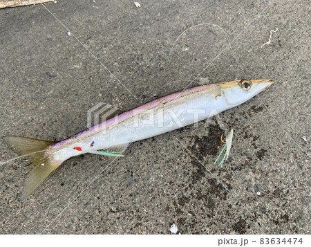 カマスの投げサビキ釣り 83634474