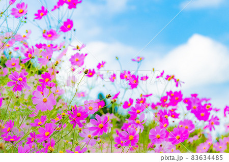 コスモスの花畑の風景 83634485
