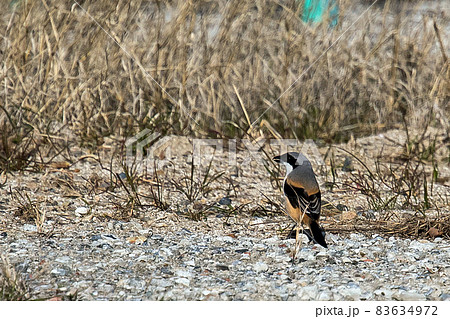 タカサゴモズ タカサゴモズ 83634972