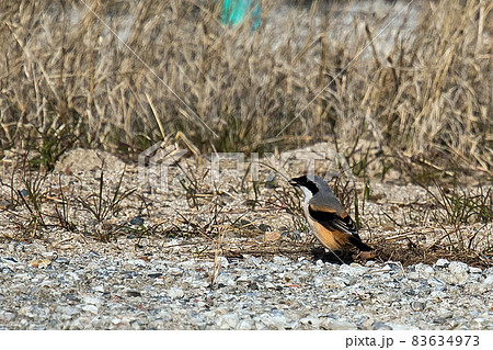 タカサゴモズ 83634973