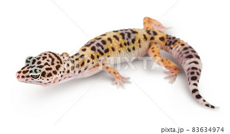 Leopard gecko or Eublepharis macularius isolated on white background with clipping path and full depth of field Leopard gecko or Eublepharis macularius isolated on white background with clipping path and full depth of field 83634974