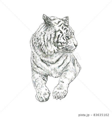 手描きのホワイトタイガーのイラスト素材 [83635102] - PIXTA
