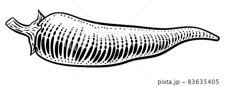 Pepper Vegetable Vintage Woodcut Illustration 83635405