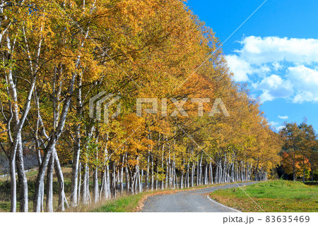 北海道三笠市、桂沢神居古潭近くのシラカバ並木道【10月】 83635469