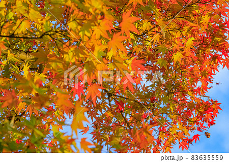 紅葉2021(秋) 83635559