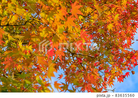 紅葉2021(秋) 83635560