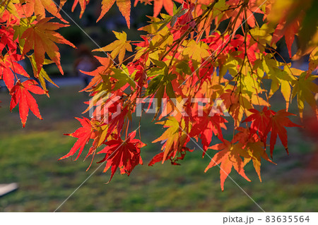 紅葉2021(秋) 83635564